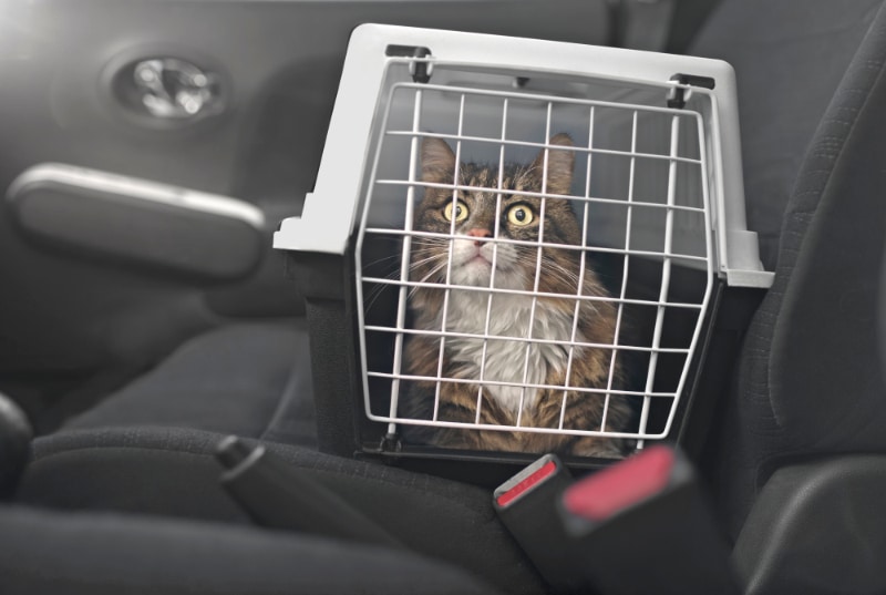 Maine coon cat in a pet carrier on the passenger seat in a car