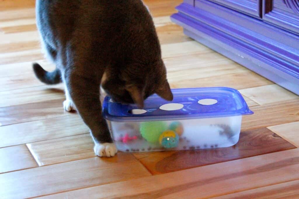 DIY puzzle feeders - Your Cat