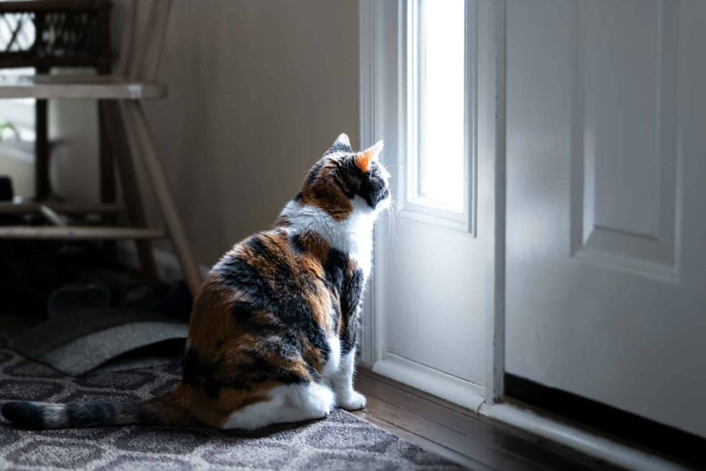 Sad, calico cat sitting, looking out the small front door window on the porch