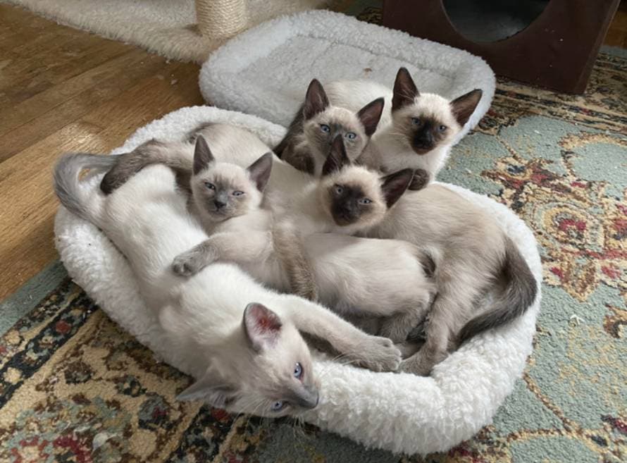Siamese Kittens in CT