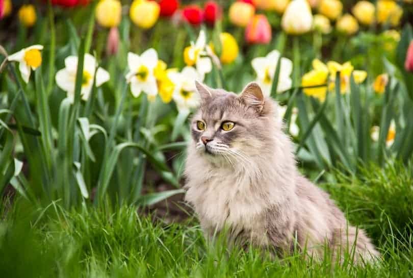 Street-cat-in-the-spring-garden_Diana-Golysheva_shutterstock