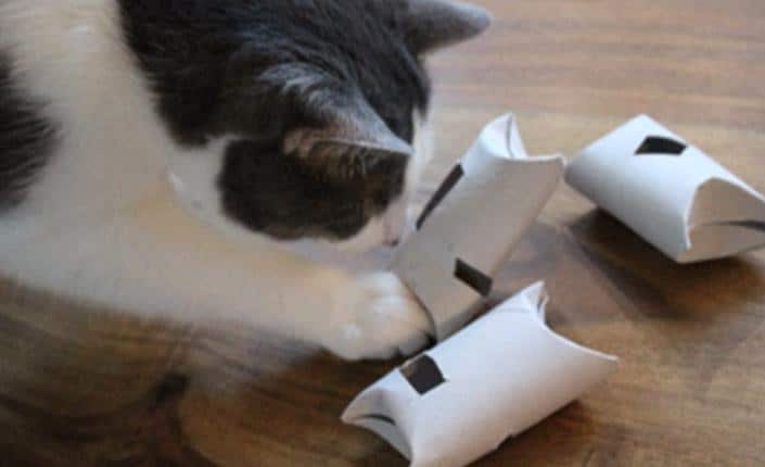 DIY Cat Food Puzzle 