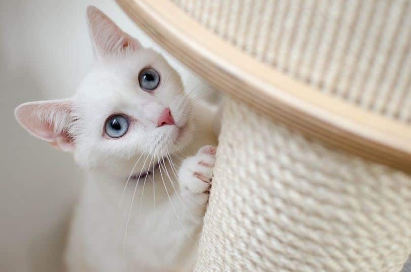 https://www.catster.com/wp-content/uploads/2023/12/White-cat-Daga_Roszkowskwa.jpg