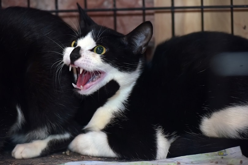 aggressive-cat-in-a-cage_Anna-Krivitskaya_Shutterstock-1