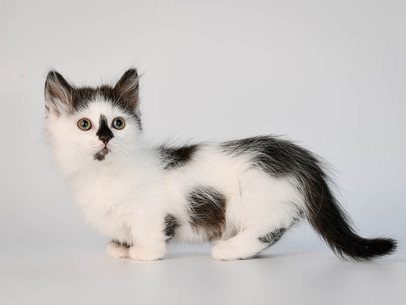 8 Munchkin Cat Breeds (With Pictures) - Catster