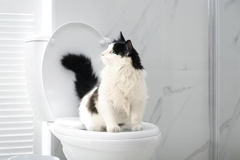 Don't flush cat feces down the toilet