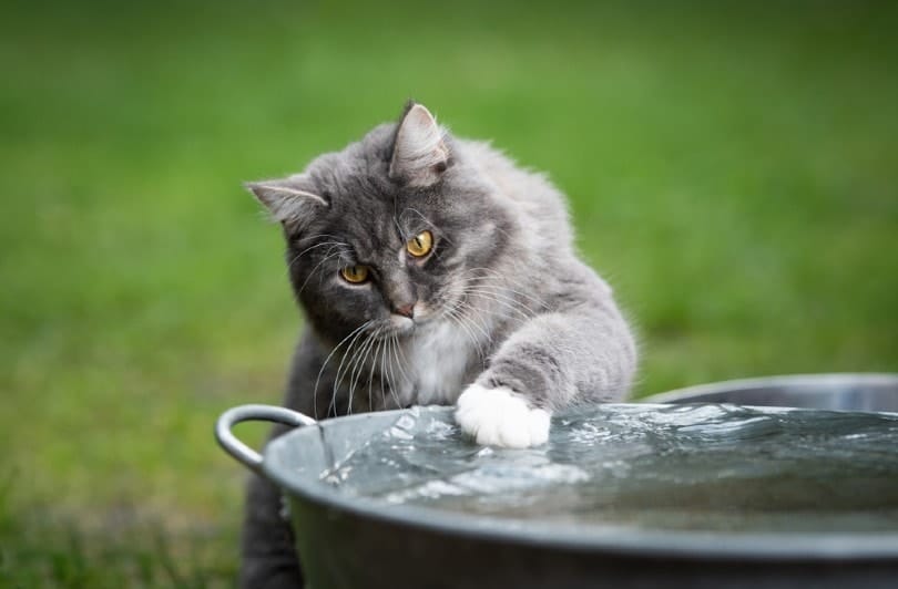 Do Savannah Cats Like Water? Facts, Safety Tips & Info (Vet-Verified ...
