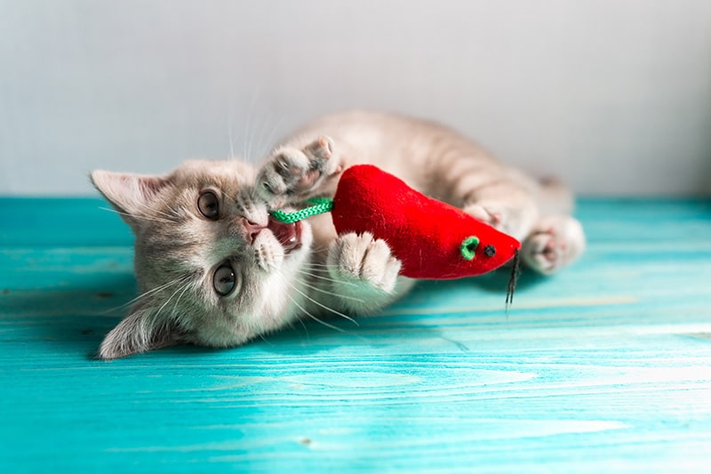 My Cat Ate a Mouse: Vet-Approved Dangers & Prevention - Catster