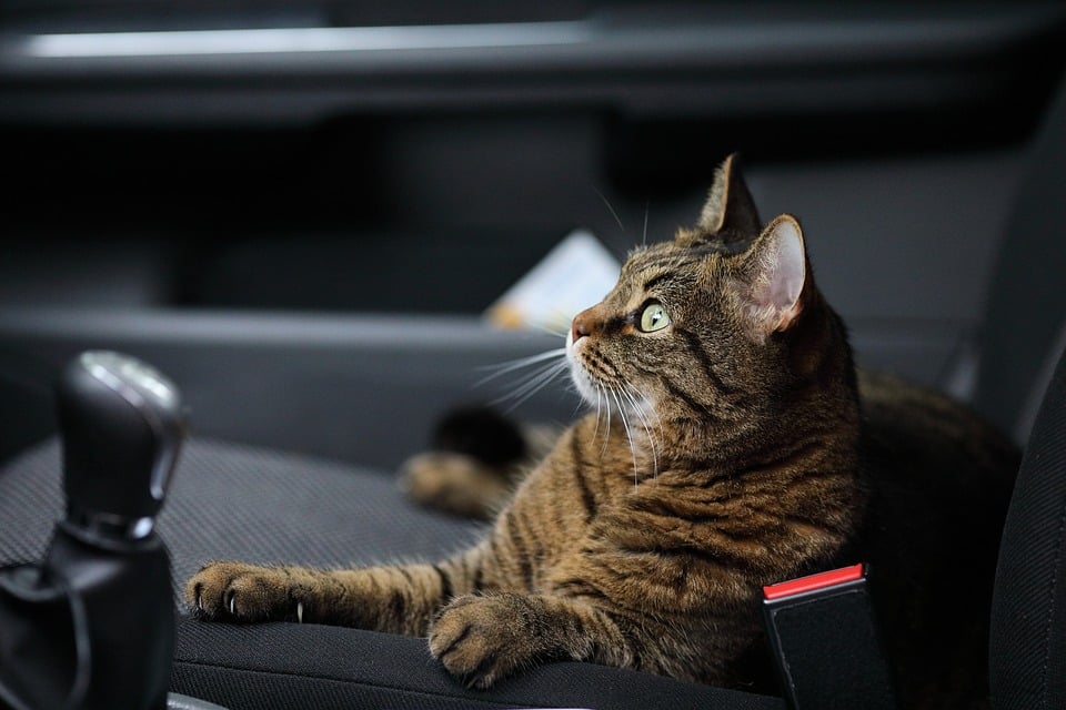 cat inside the car