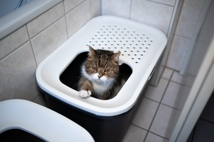 cat litter box top entry_Nils Jacobi_Shutterstock