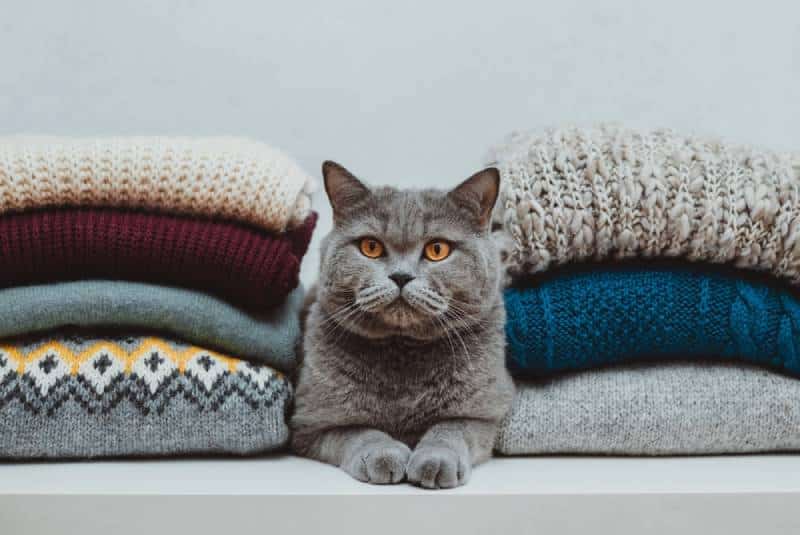 Do Your Cats Like Wearing Clothes? Vet-Reviewed Ethics of Dressing