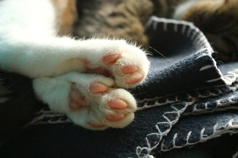 Cats - PAWS