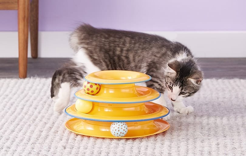 cat playing a tower of tracks toy