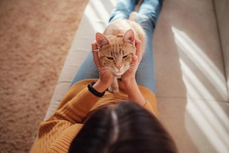 Why Do Cats Sit On You? 6 Common Reasons Catster