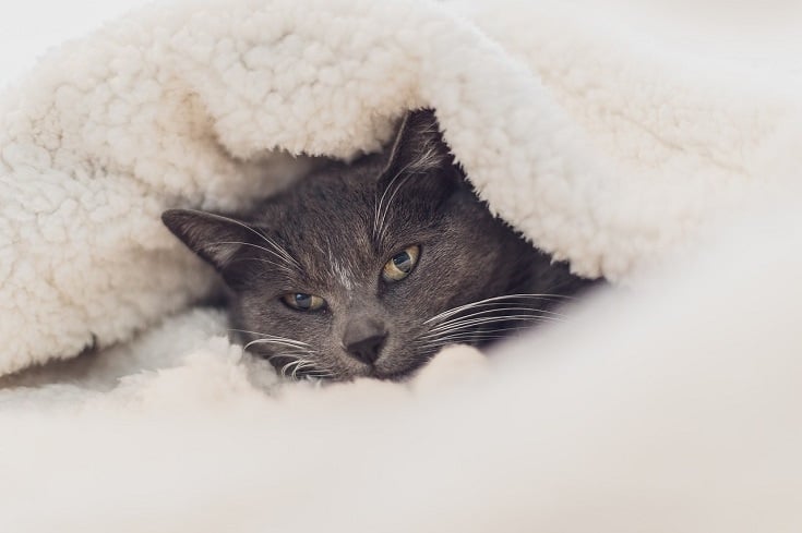 Do Cats Like Blankets? Vet-Reviewed Feline Behavior Explanation