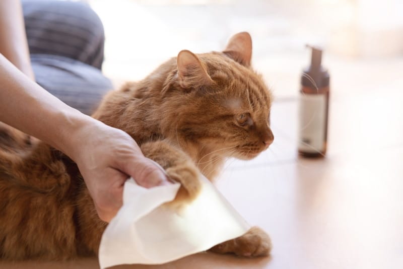 https://www.catster.com/wp-content/uploads/2023/12/cleaning-cat-paw_NONGASIMO-Shutterstock.jpg