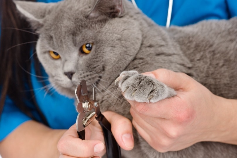Woman Cuts Domestic Funny Cat Claws With Clipper Or Trimmer Animal Grooming  Pet Claw Care Stock Photo - Download Image Now - iStock