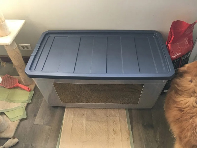 Making a DIY Temporary Litterbox from Cardboard – The Honest Kitchen