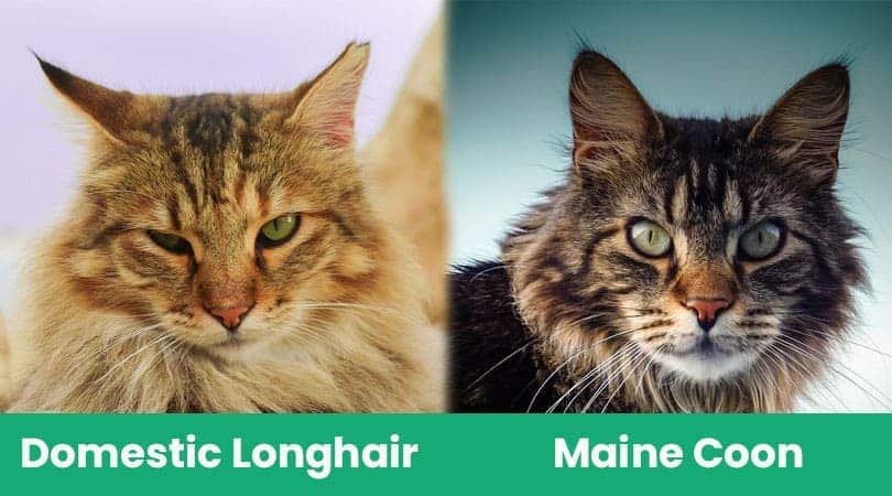 Domestic Longhair Cat vs Maine Coon Cat: What's the Difference? (With ...