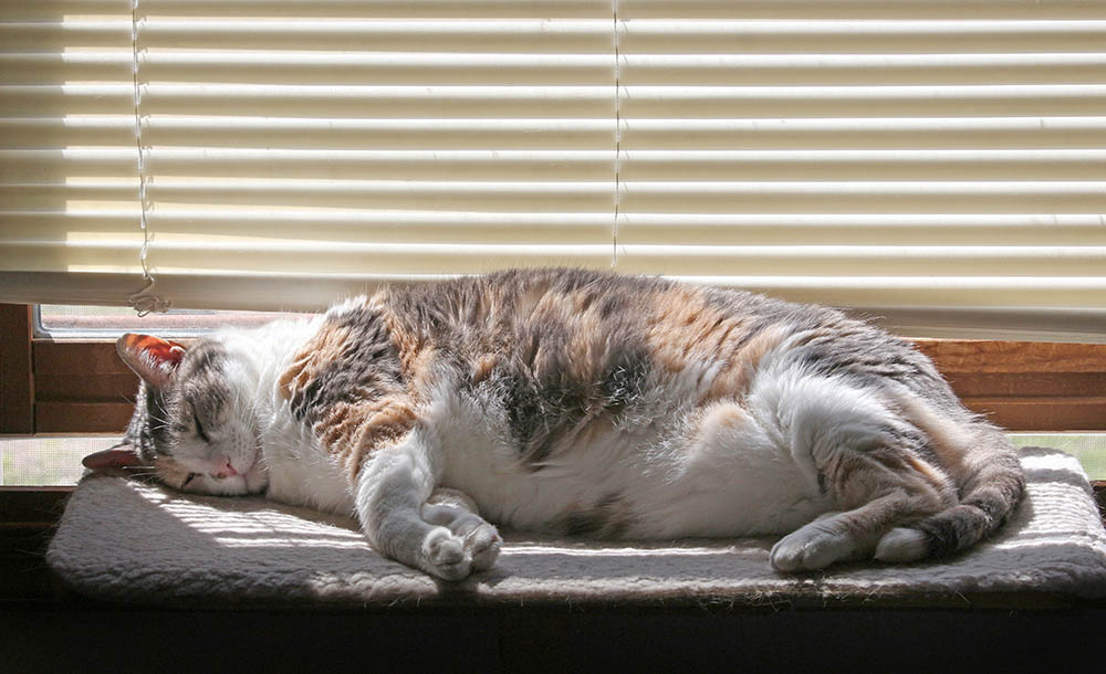 Fat Cats: Helping Your Cat Lose Weight - Harmony Animal Hospital