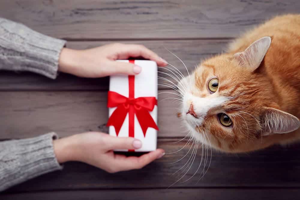 12 gifts for healthier, happier cats and dogs (and their owners)