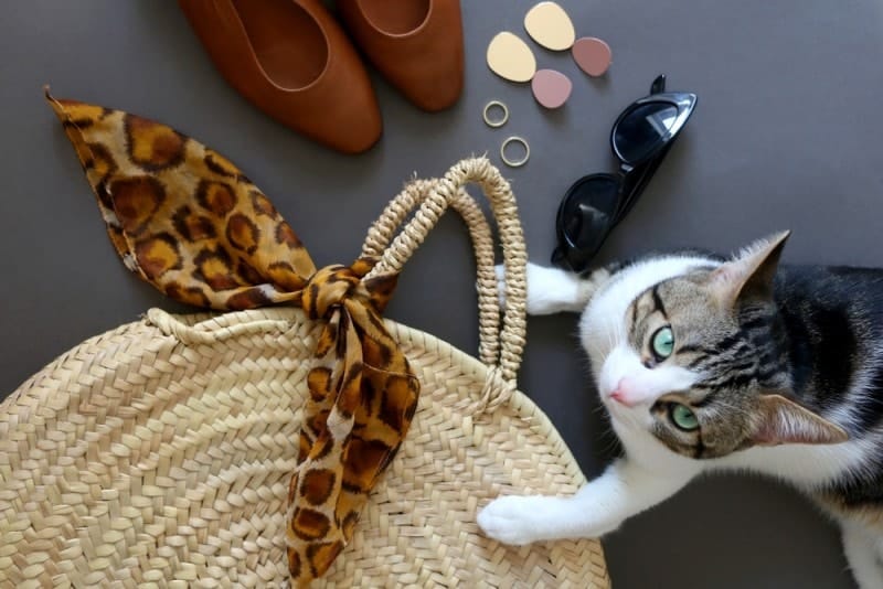green eyed cat sitting next to purse sunglasses and shoes Jelena990 Shutterstock