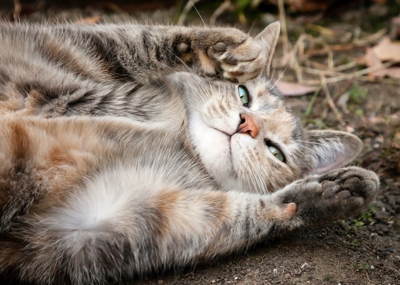 When cats chew catnip it releases mosquito-repelling chemicals