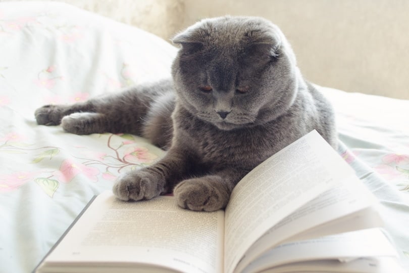 10 Best Books For Cat Lovers In 2024 - Reviews & Top Picks - Catster