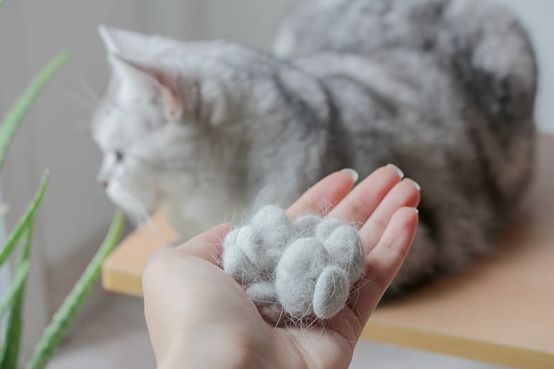Felting a Mini Kitty From Your Cat's Fur : 10 Steps (with Pictures