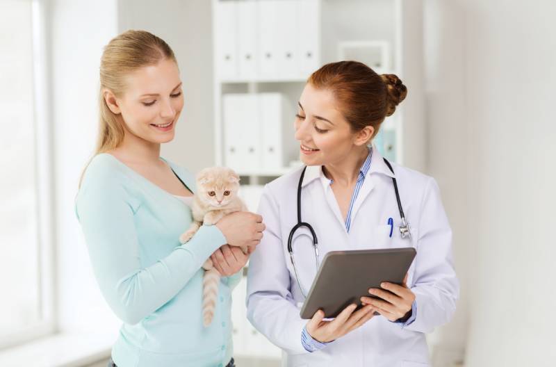 5 Reasons To Consider A Cat Only Veterinary Clinic Catster