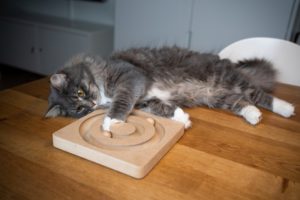 https://www.catster.com/wp-content/uploads/2023/12/maine-coon-cat-lying-on-table-playing-with-wooden-roller-toy_Nils-Jacobi_Shutterstock-300x200-1.jpg