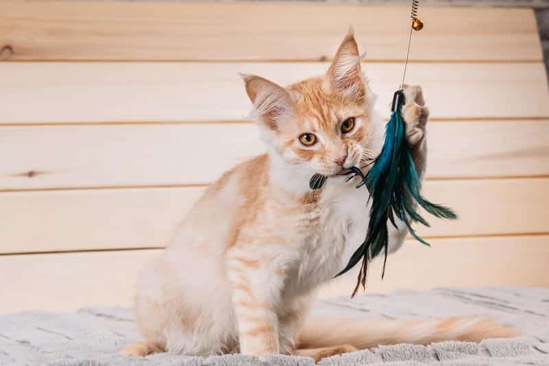 https://www.catster.com/wp-content/uploads/2023/12/maine-coon-cat-playing-with-toy-at-home_Grisha-Bruev_Shutterstock.jpg