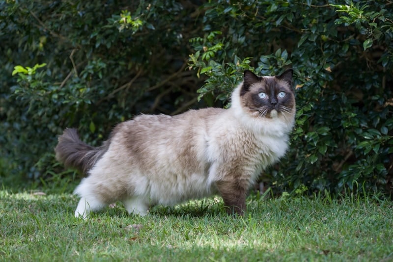 7 Things You Should Know About Ragdoll Cats, by Bom Gamer