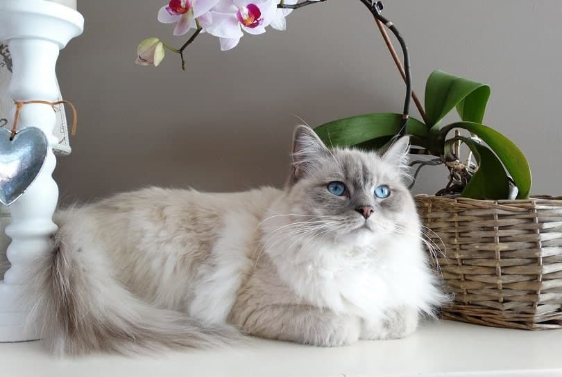 How Much Does It Cost to Own a Ragdoll Cat? (2024 Price Guide
