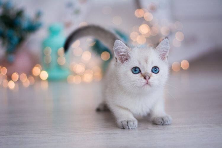 8 Common Munchkin Cat Colors (With Pictures) - Catster