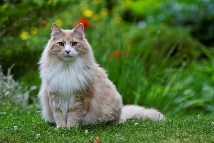 https://www.catster.com/wp-content/uploads/2023/12/shell-cameo-Norwegian-forest-cat_Elisa-Putti_Shutterstock.jpg