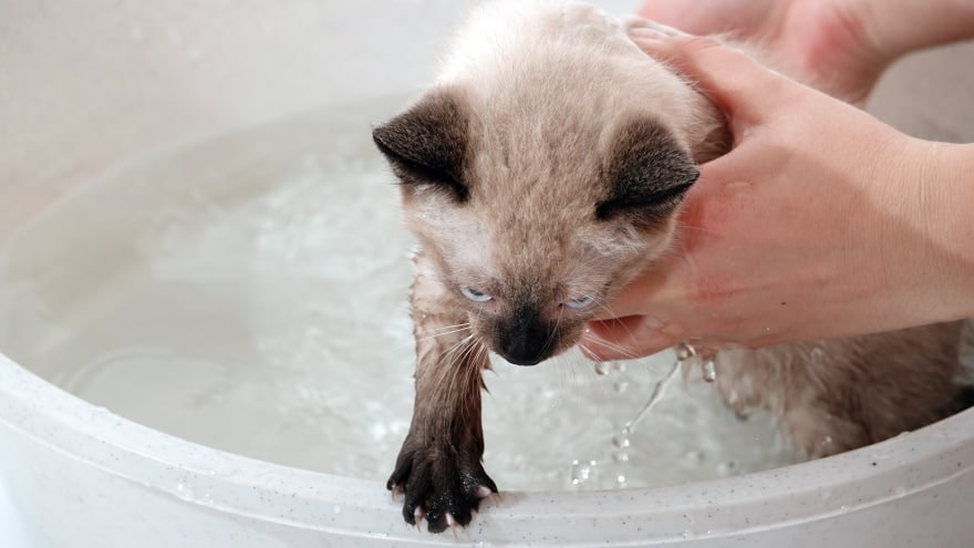 siamse cat taking a bath
