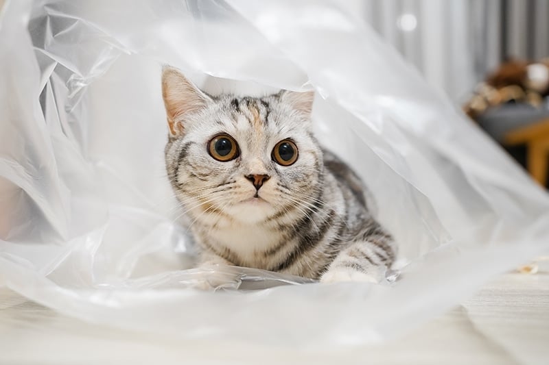 silver tabby cat kitten