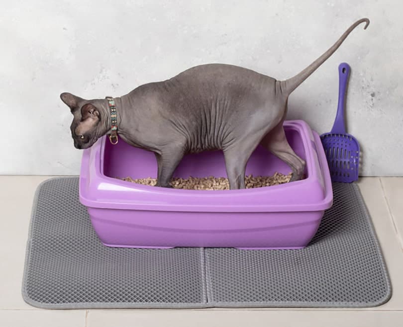 https://www.catster.com/wp-content/uploads/2023/12/sphynx-cat-using-purple-cat-litter-box-on-a-mat_Kokorina-Mariia_Shutterstock.jpg