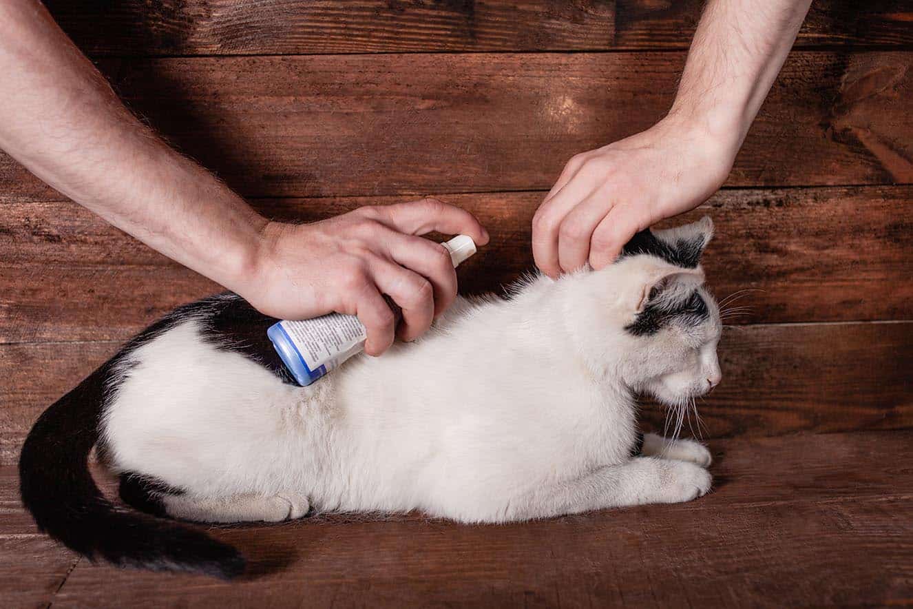 How to Clean Cat Paws: Vet-Approved Step-By-Step Guide - Catster