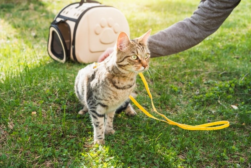 How to WALK a CAT on a LEASH 🐈🚶‍♂️ (5 Tips) 