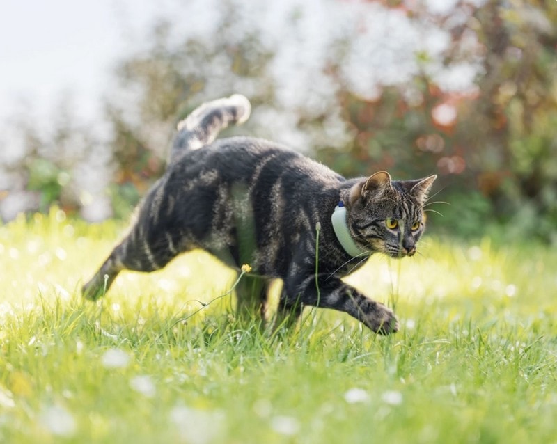 Tractive GPS Tracker for Cats Review in 2024: Our Expert's Opinion - Catster