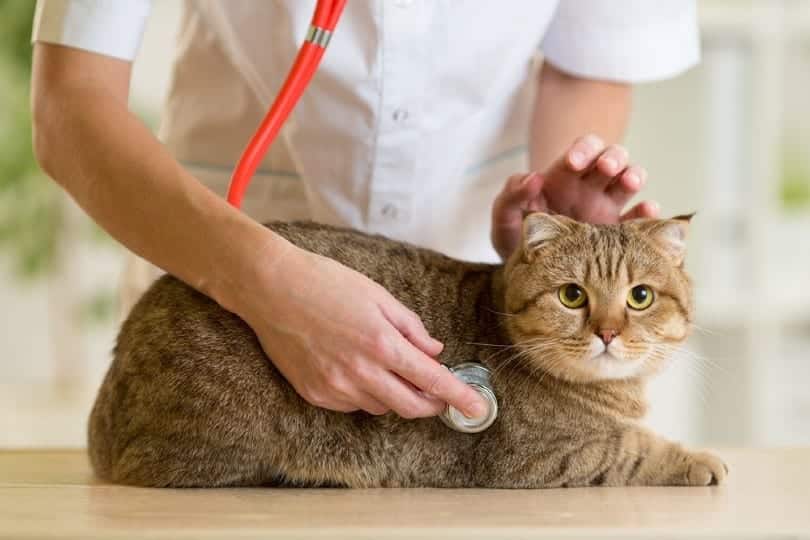 vet doctor checking up the cat_Andrey_Kuzmin, Shutterstock