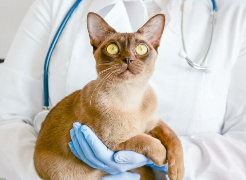 Do You Have a Scaredy Cat? - Beverly Hills Veterinary Associates