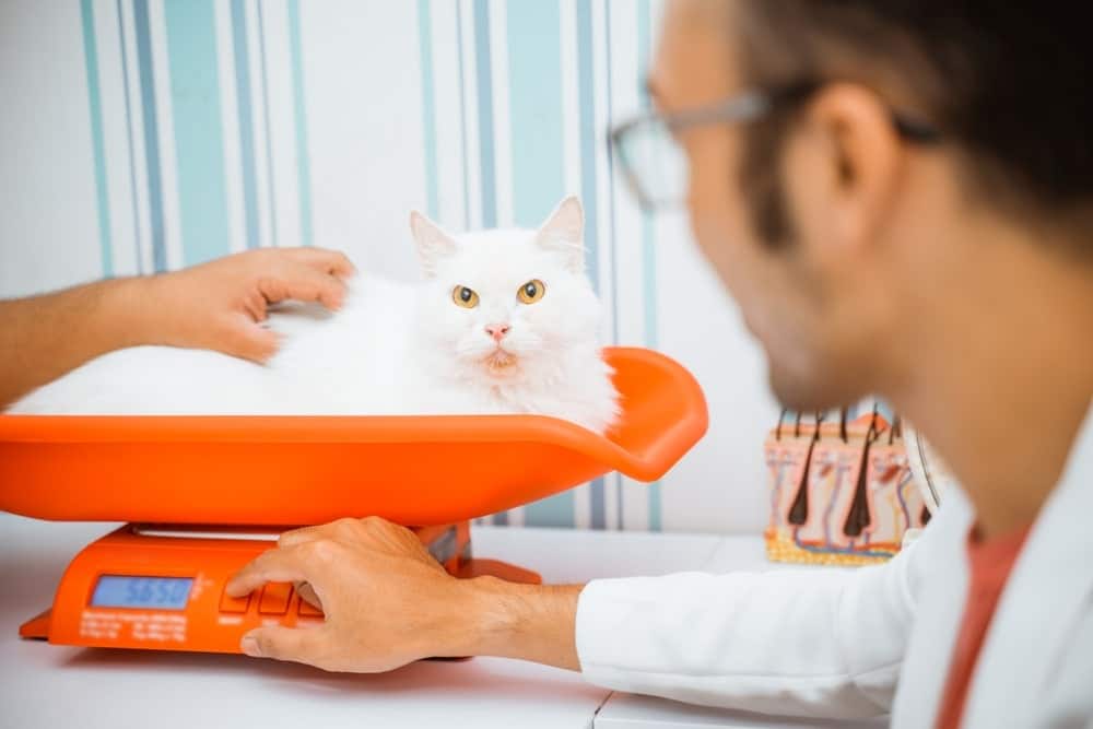 https://www.catster.com/wp-content/uploads/2023/12/white-cat-laying-on-the-animal-scales-while-the-male-vet-measure-weight_Odua-Images_Shutterstock.jpg