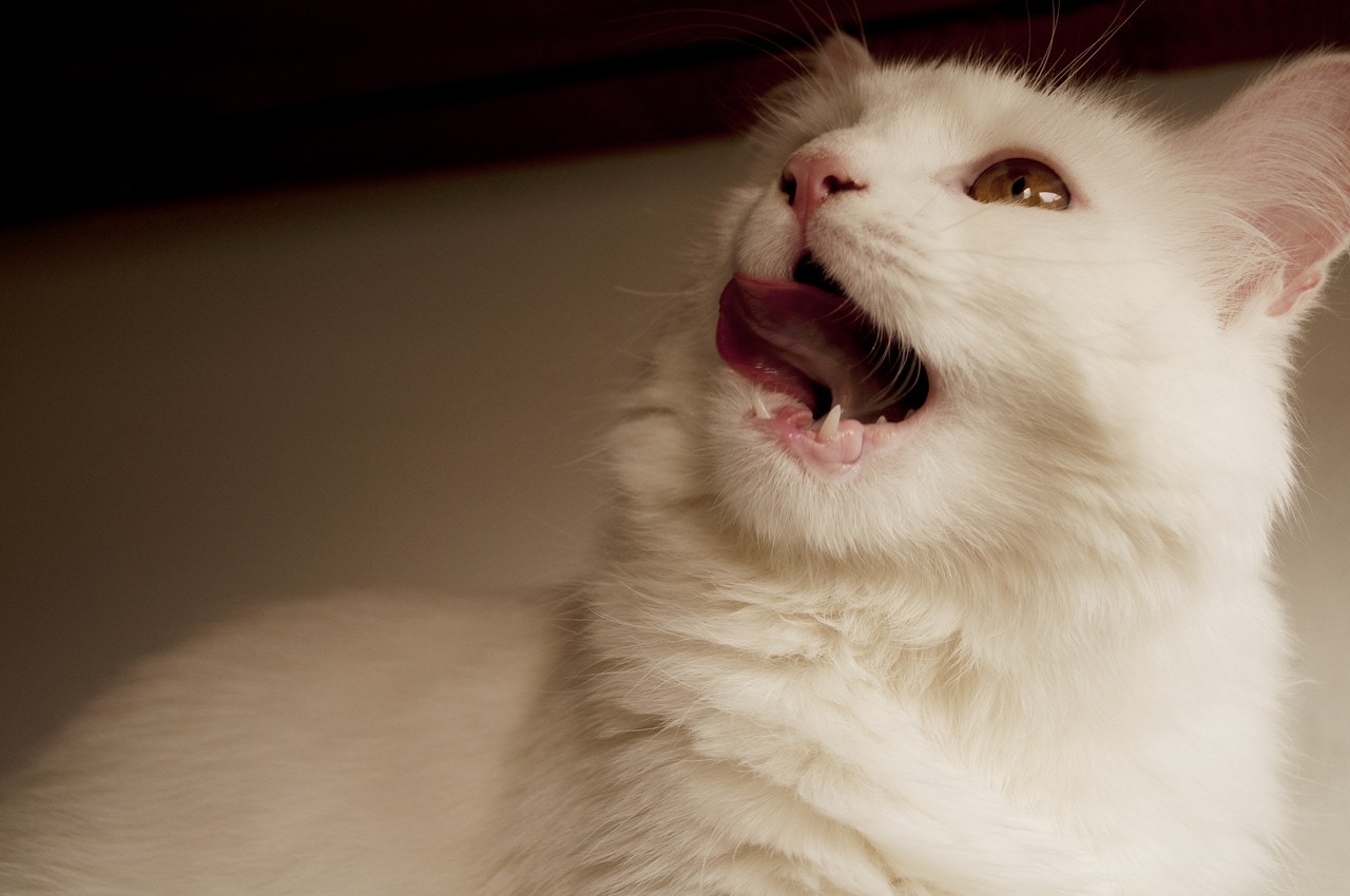 white cat open mouth