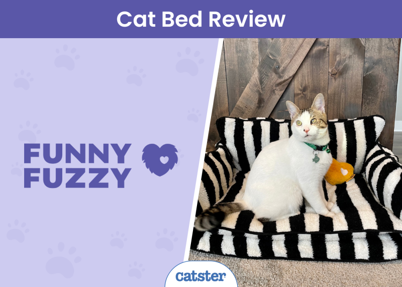 CAT_SAPR_Funny fuzzy Cat Bed