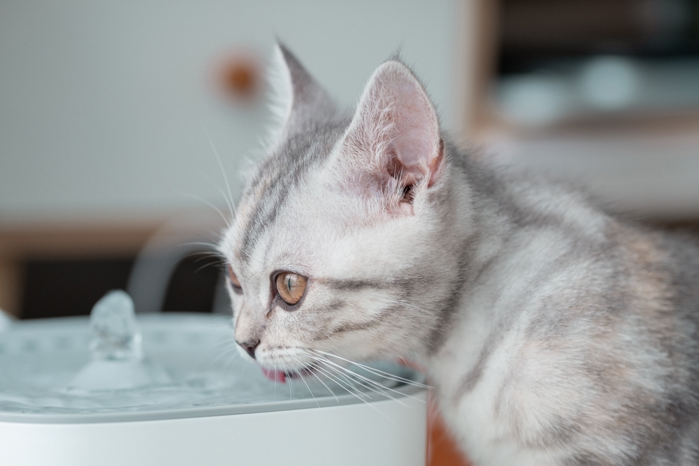 Primer plano de un gatito gris y blanco bebiendo agua en la fuente para mascotas