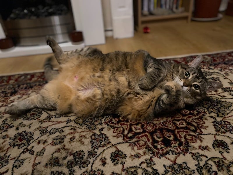 Pancake el gato tumbado sobre una alfombra