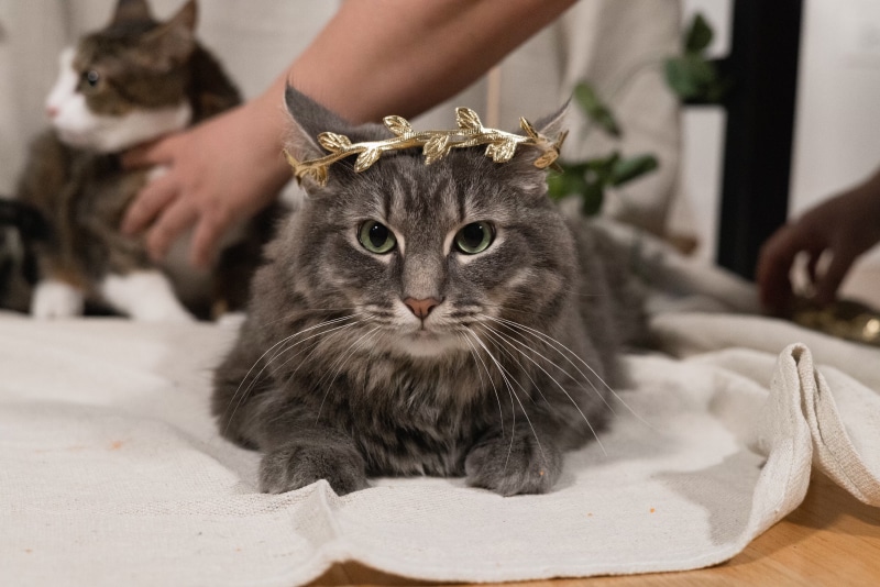 beatiful tabby cat wearing a crown